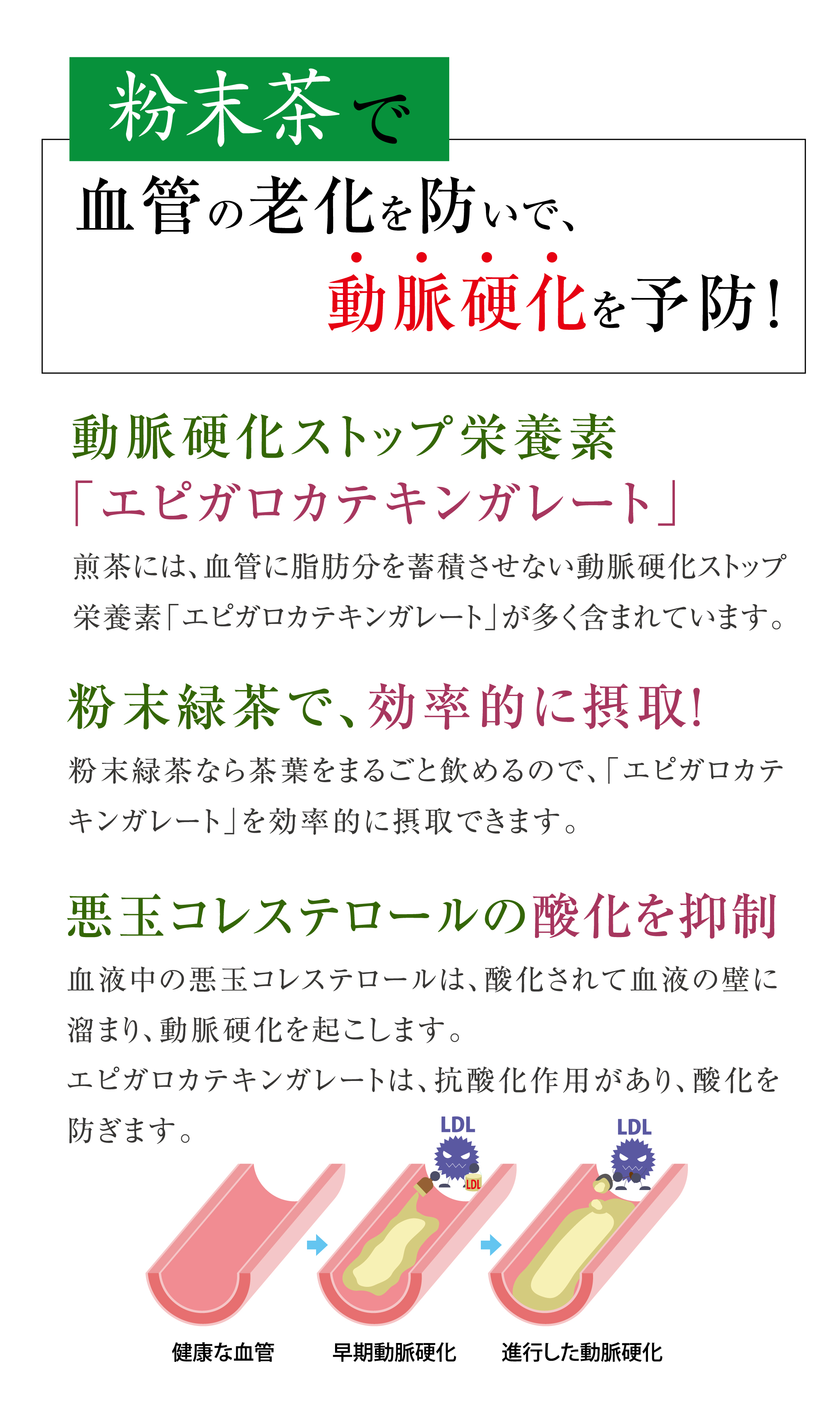 粉末茶で血管の老化を防いで、動脈硬化を予防！動脈硬化ストップ栄養素・エピガロカテキンガレート、粉末緑茶で効率的に摂取！、悪玉コレステロールの酸化を抑制