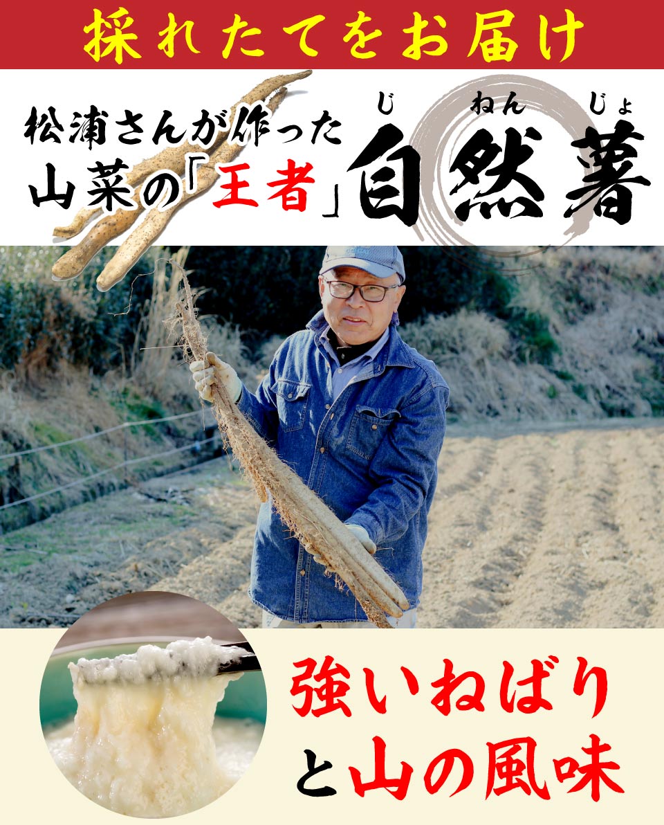松浦さんが作った山菜の王者自然薯