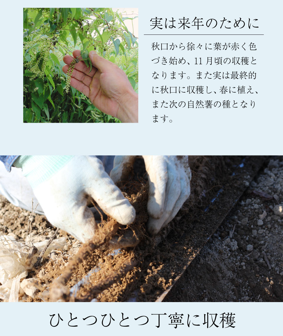 ひとつひとつ丁寧に収穫