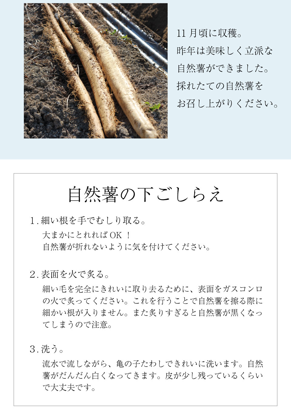 自然薯の下ごしらえ
